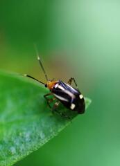 Horciasinus signoreti