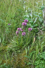 Pedicularis sudetica interioroides