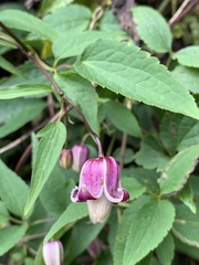 Clematis lasiandra