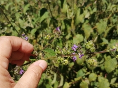 Mesosphaerum suaveolens