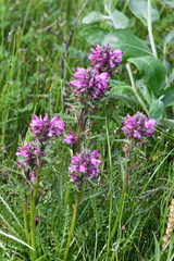 Pedicularis sudetica interioroides