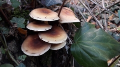 Hypholoma capnoides