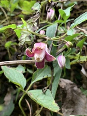 Clematis lasiandra