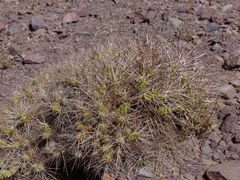 Maihueniopsis camachoi