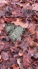 Usnea hirta