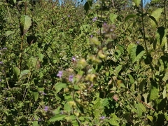 Mesosphaerum suaveolens