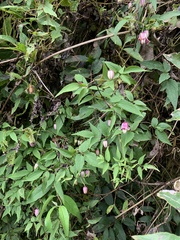 Clematis lasiandra