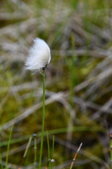 Eriophorum × medium