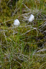Eriophorum × medium