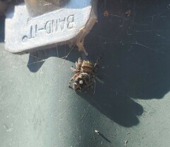 Phidippus