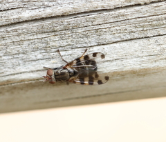 Ceroxys hortulana