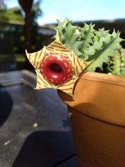 Huernia