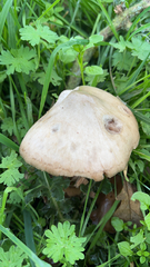 Volvopluteus gloiocephalus