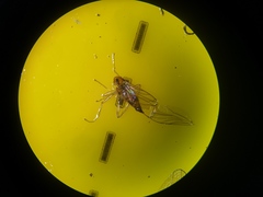 Elaphropeza ephippiata