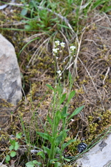 Eutrema edwardsii