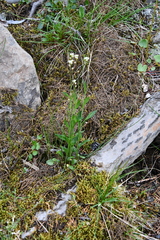 Eutrema edwardsii