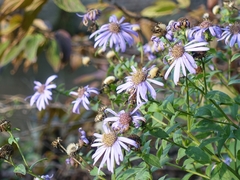 Aster amellus