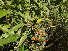 Solanum donianum