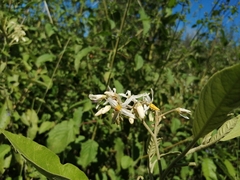 Solanum donianum