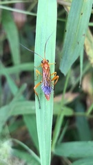 Echthromorpha agrestoria