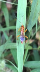 Echthromorpha agrestoria