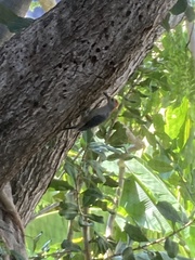 Melanerpes aurifrons