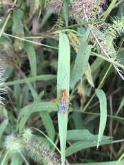 Echthromorpha agrestoria