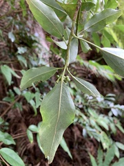 Dendropanax dentiger