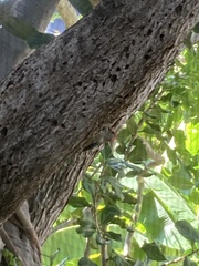 Melanerpes aurifrons