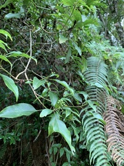 Dendropanax dentiger