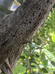 Melanerpes aurifrons