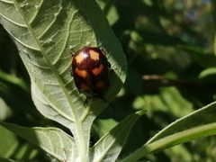 Labidomera suturella