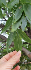Fraxinus angustifolia