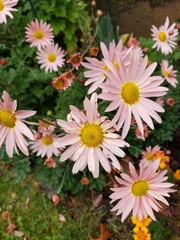 Argyranthemum frutescens