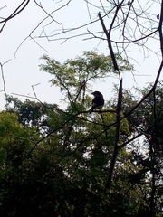 Phaenicophaeus viridirostris