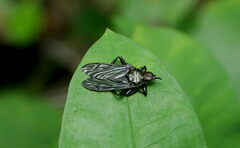 Hippoboscidae