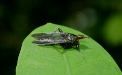 Hippoboscidae