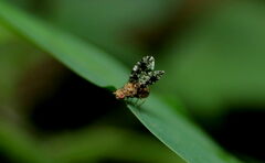 Homoneura trypetoptera