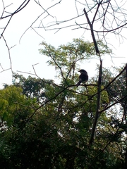 Phaenicophaeus viridirostris