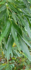 Fraxinus angustifolia
