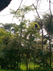 Phaenicophaeus viridirostris