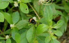 Phytomia