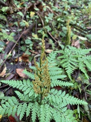 Sceptridium formosanum