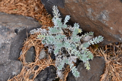 Oxytropis putoranica