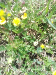 Medicago minima