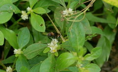 Phytomia