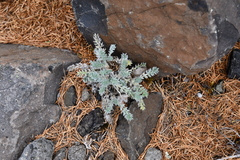 Oxytropis putoranica