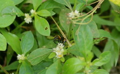 Phytomia