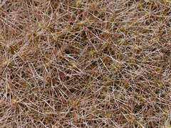 Maihueniopsis camachoi