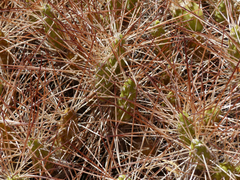 Maihueniopsis camachoi